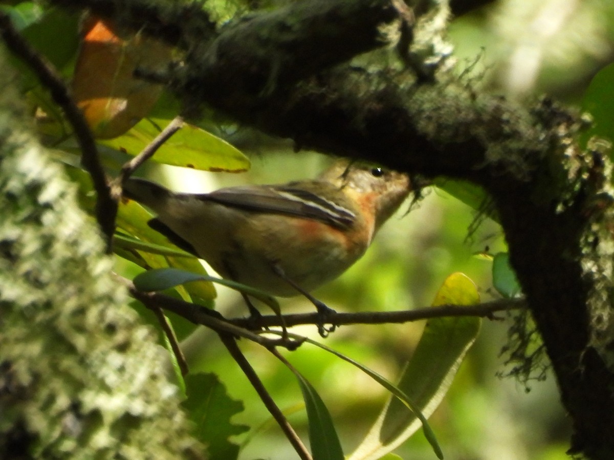 Bay-breasted Warbler - ML619044842