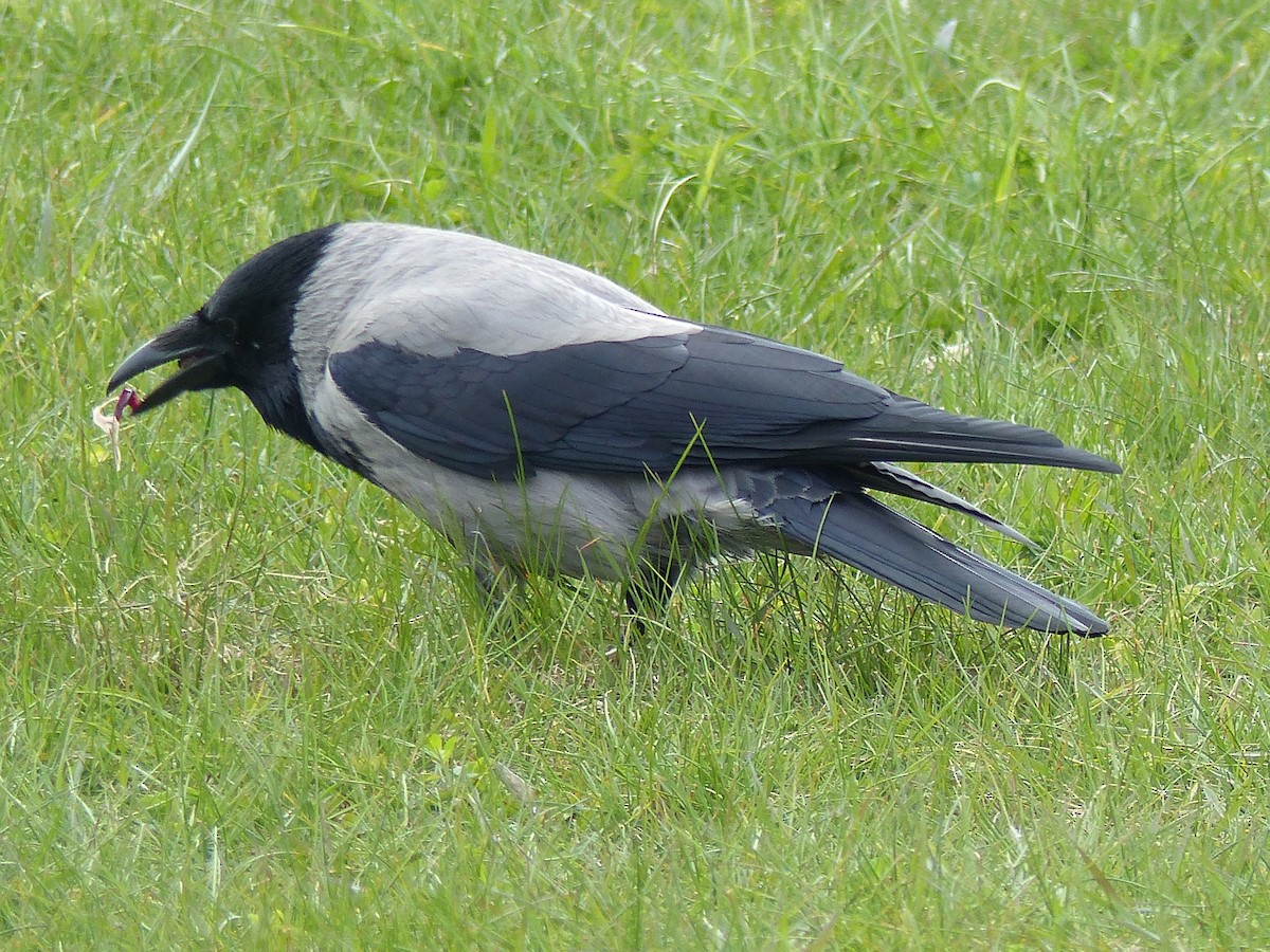 Hooded Crow - ML619044864
