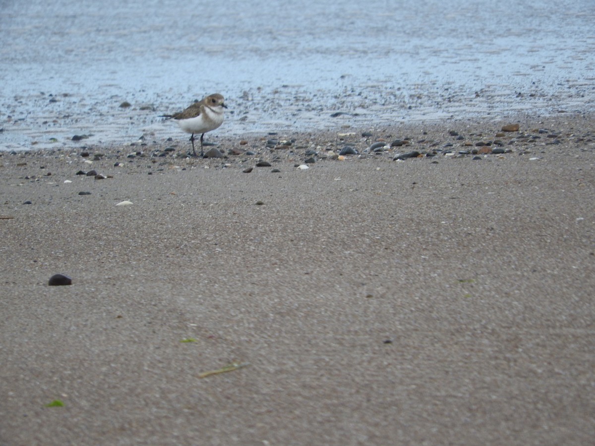 Two-banded Plover - ML619044876