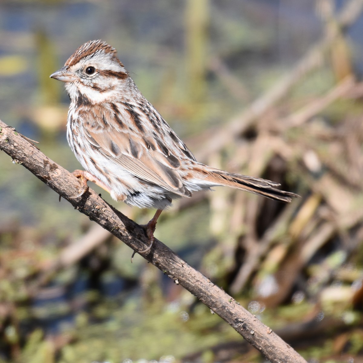 Song Sparrow - Laura  Wolf
