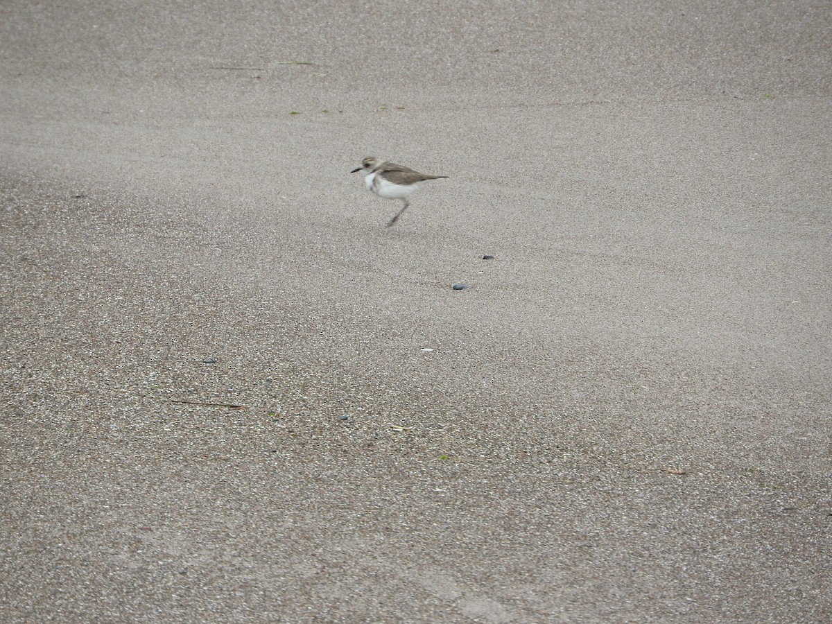 Two-banded Plover - ML619044885