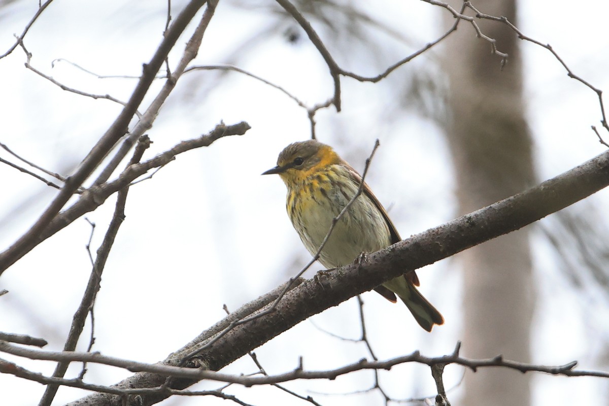 Cape May Warbler - ML619044895