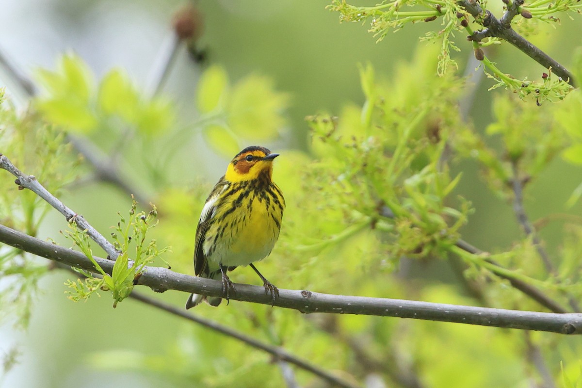 Cape May Warbler - ML619044896
