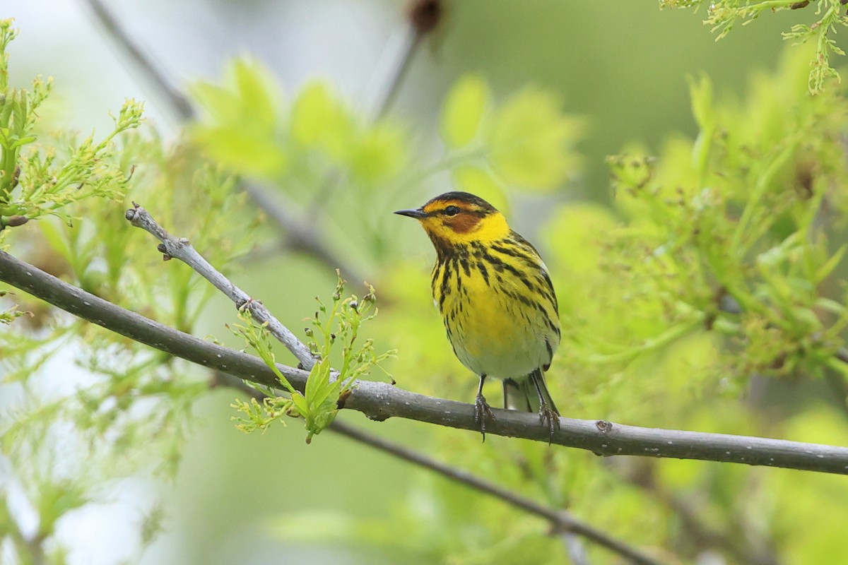Cape May Warbler - ML619044897