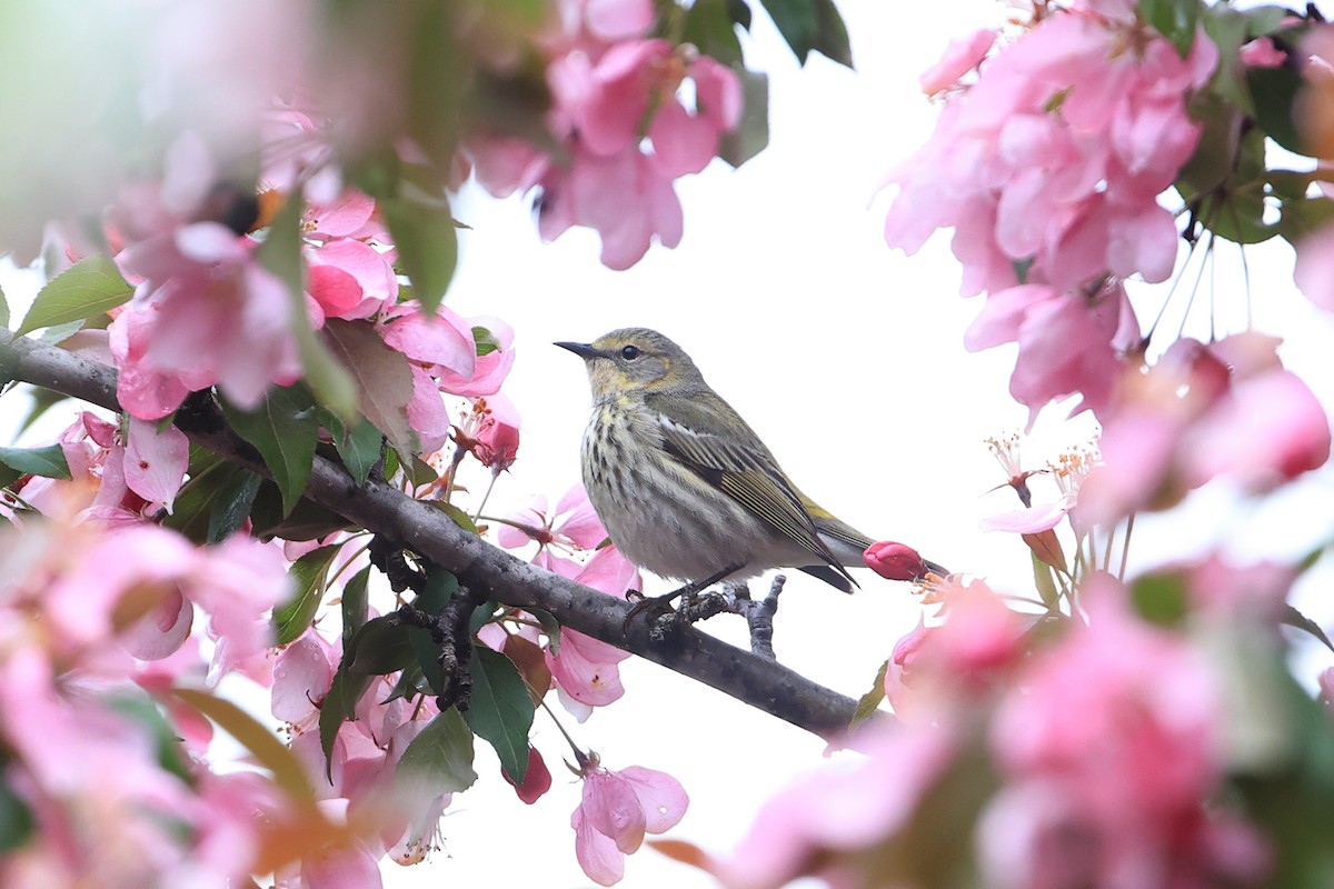 Cape May Warbler - ML619044898