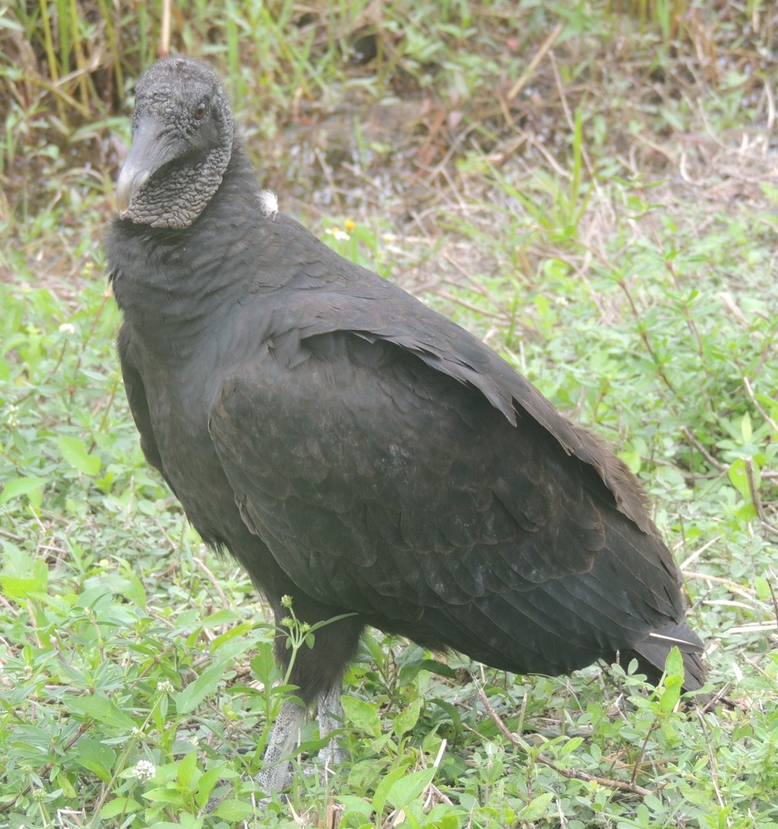 Black Vulture - ML619044900