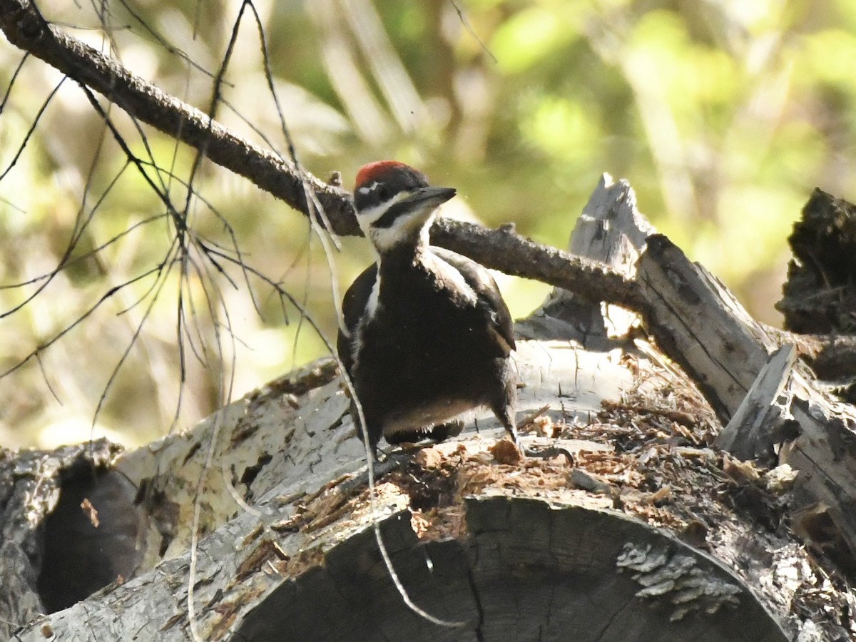 Pileated Woodpecker - ML619044933