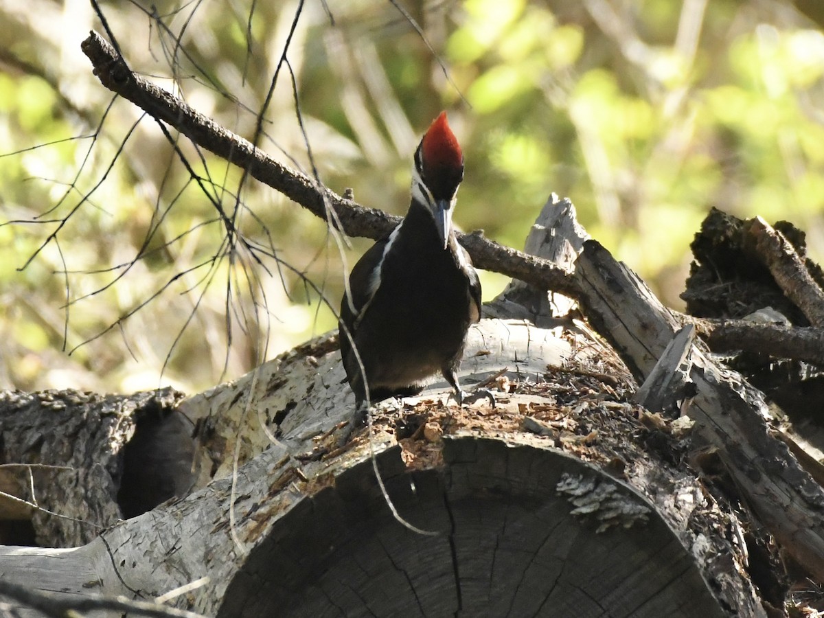Pileated Woodpecker - ML619044934