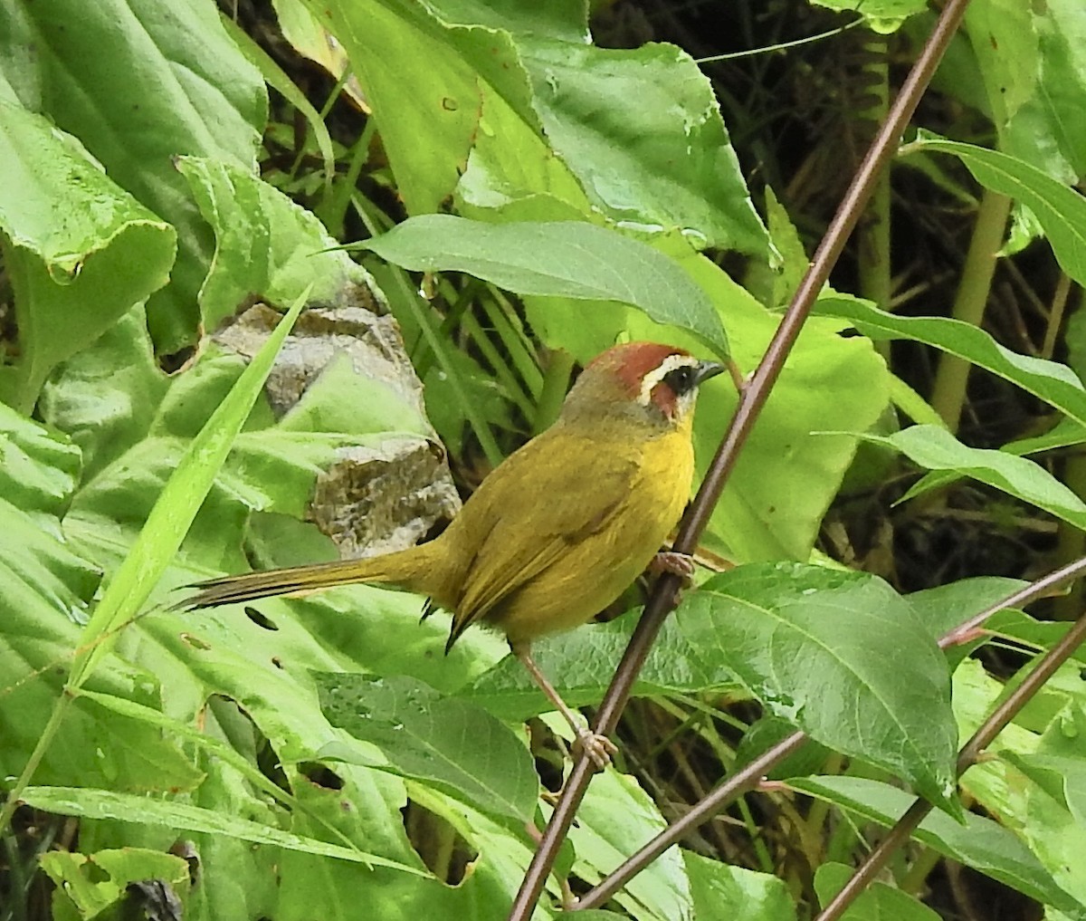 Rufous-capped Warbler (salvini) - ML619044953