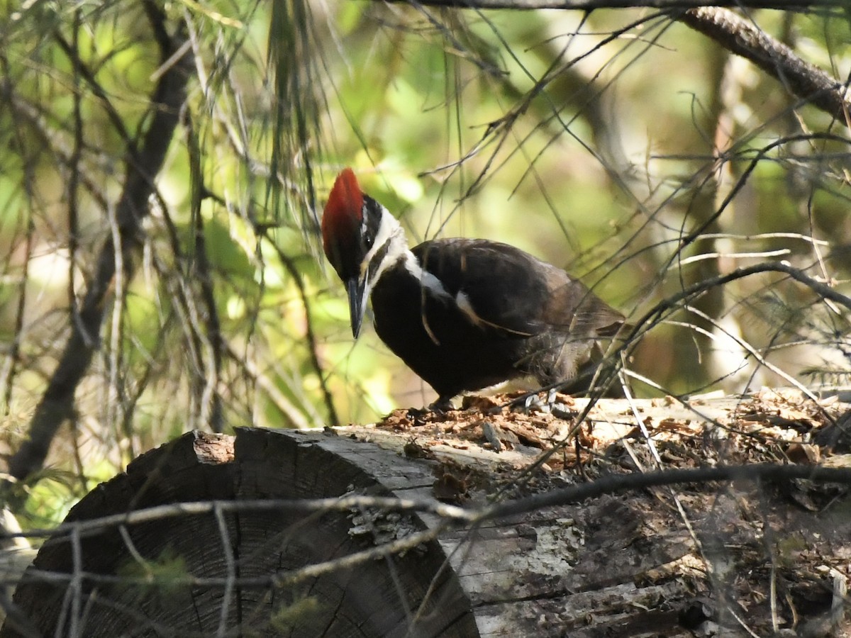 Pileated Woodpecker - ML619044961
