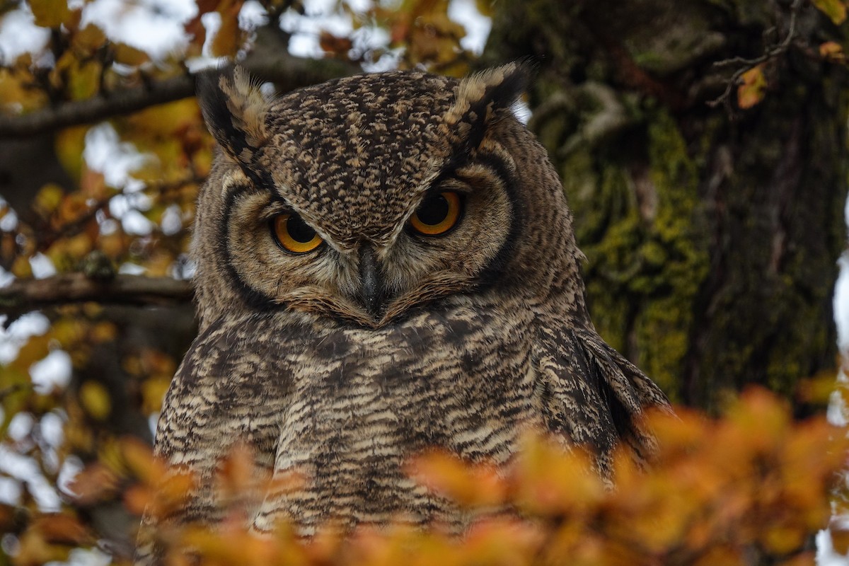 Lesser Horned Owl - ML619044967