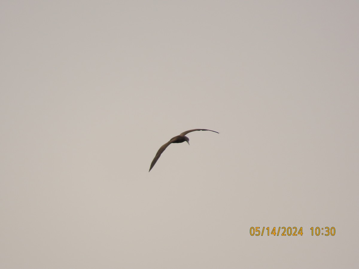 Brown Booby - ML619045010
