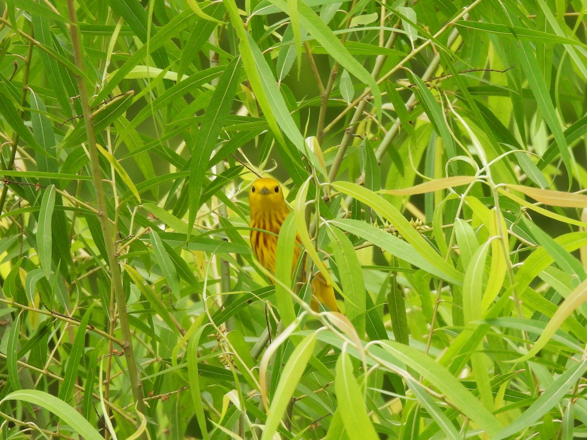 Yellow Warbler - ML619045033