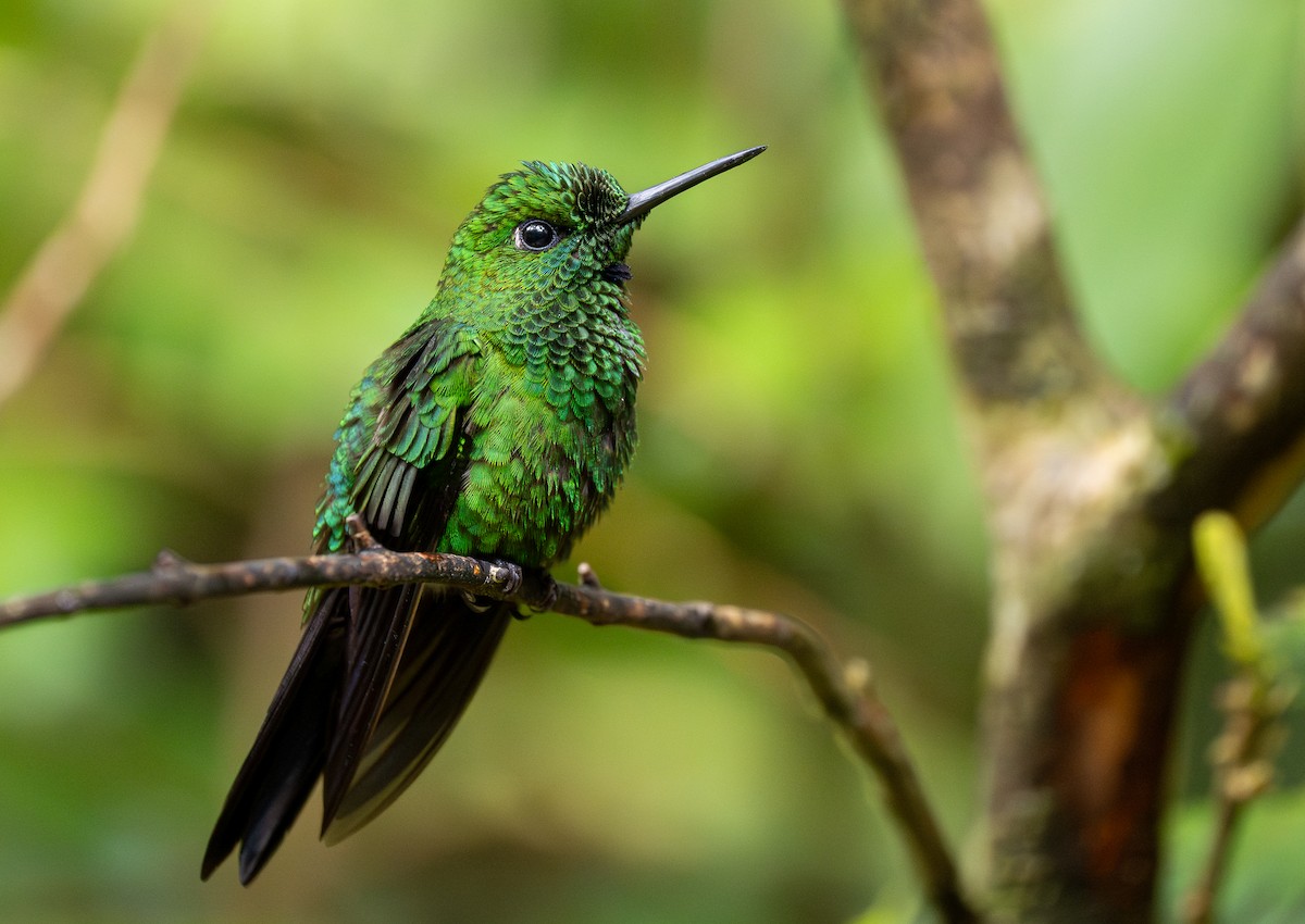 Green-crowned Brilliant - Forest Botial-Jarvis