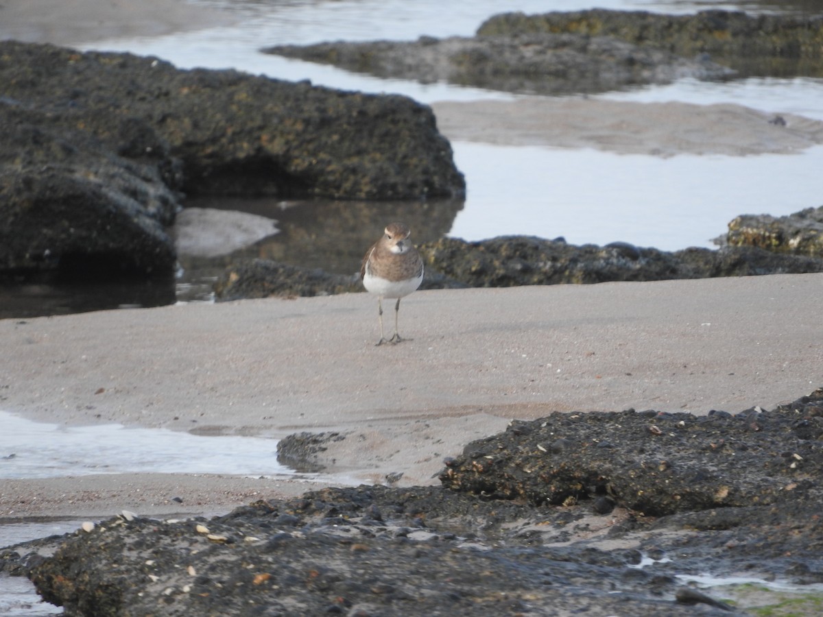 Rufous-chested Dotterel - ML619045093
