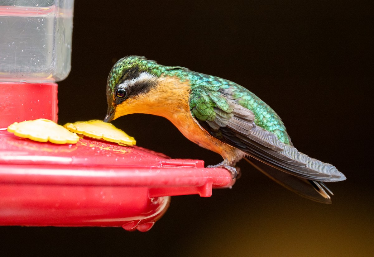 kolibřík fialovohrdlý - ML619045137