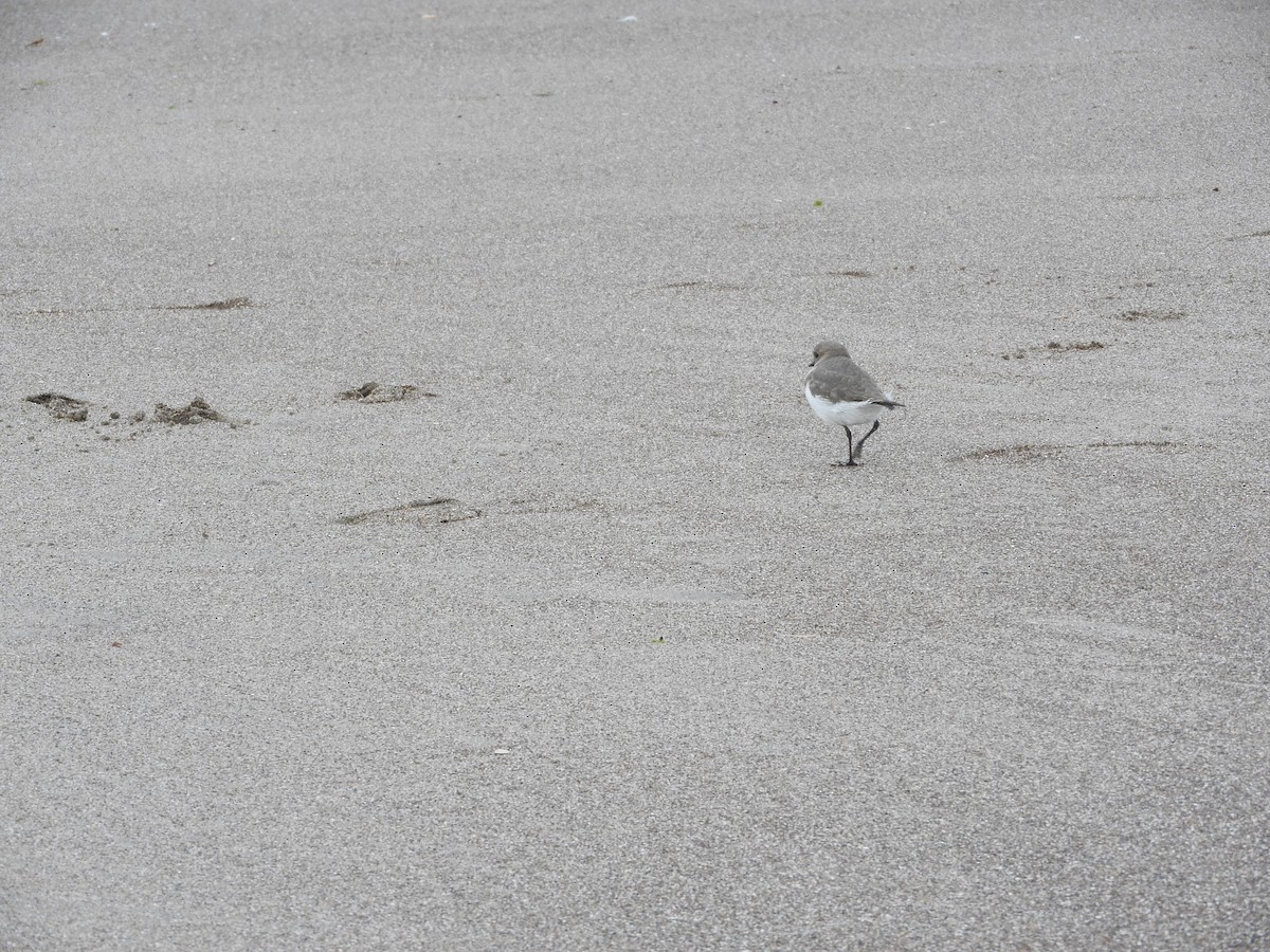 Two-banded Plover - ML619045140