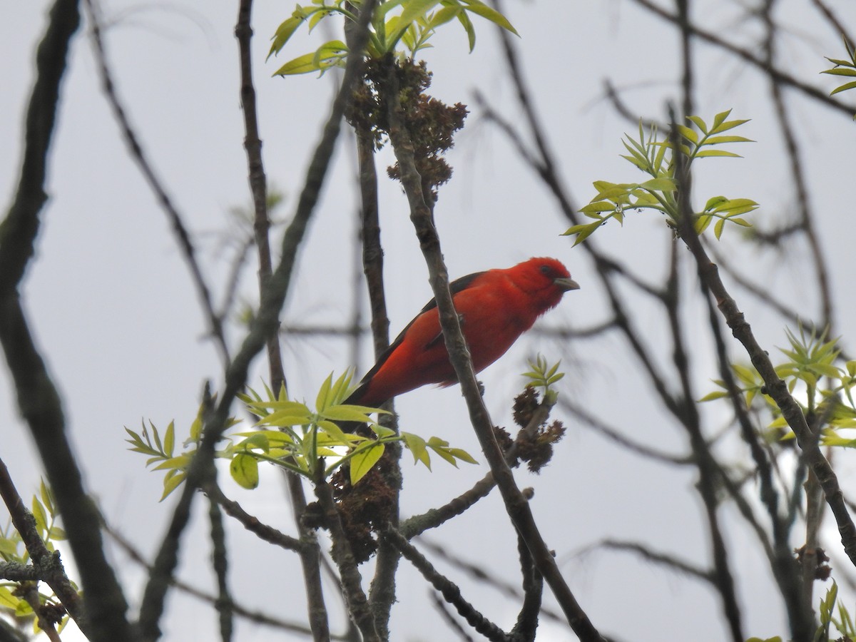 Scarlet Tanager - ML619045154