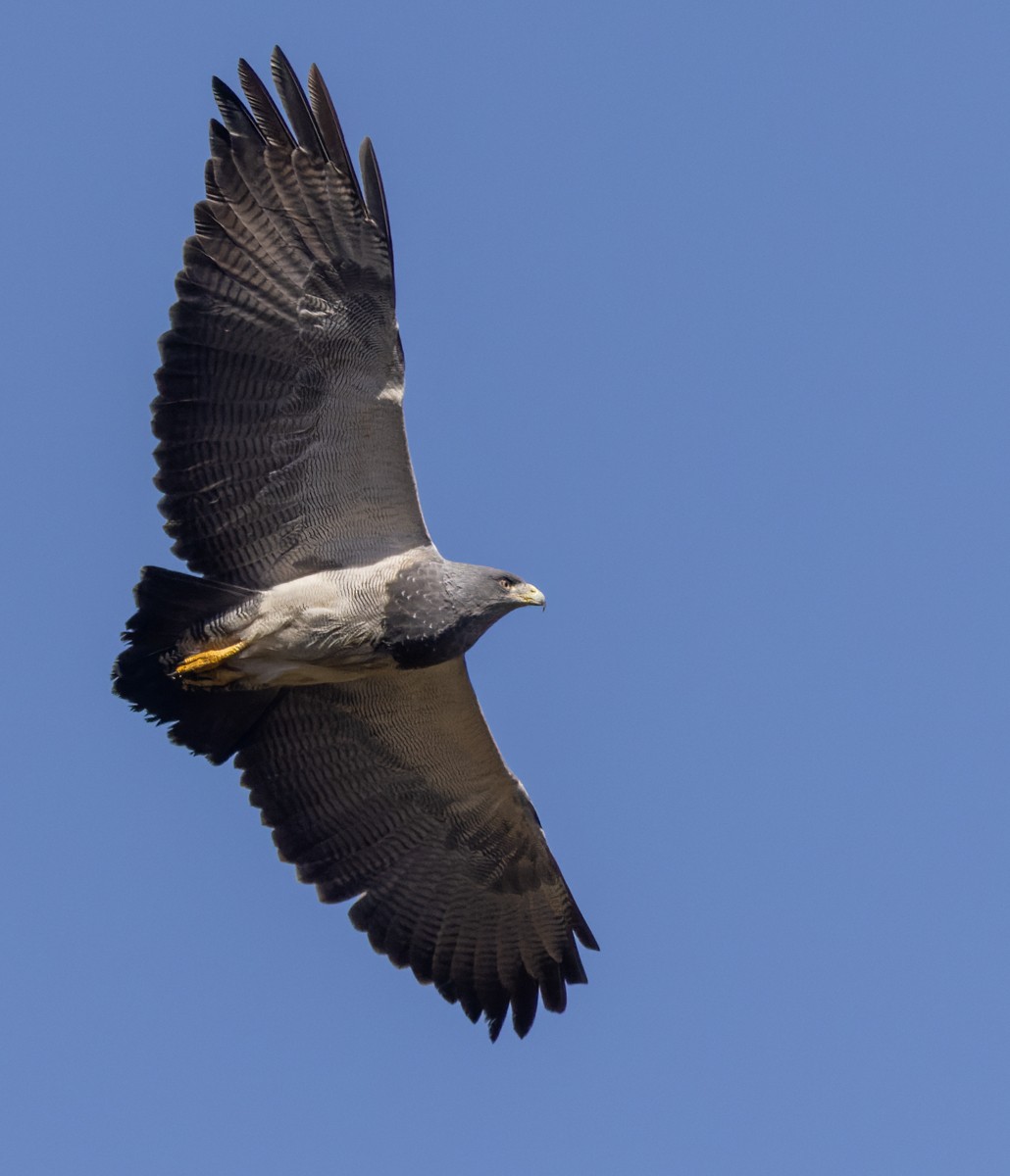 Black-chested Buzzard-Eagle - ML619045175