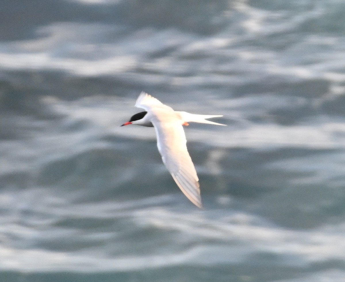 Common Tern - ML619045198