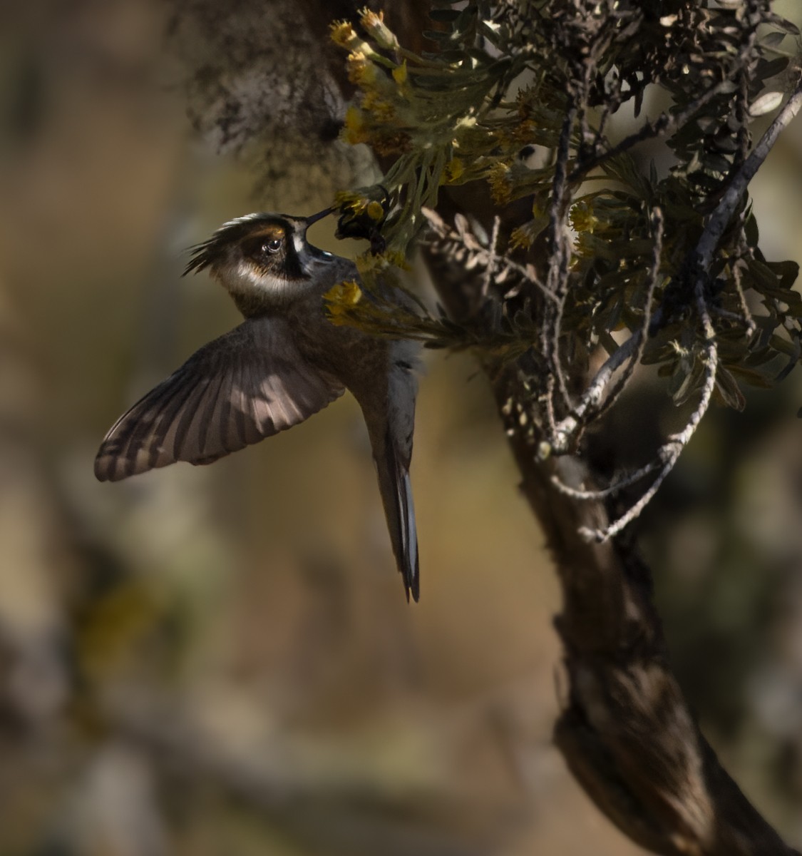 kolibřík přílbový - ML619045208