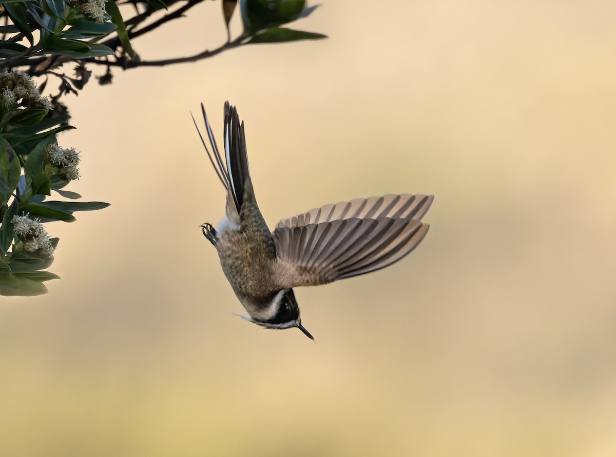 kolibřík přílbový - ML619045212