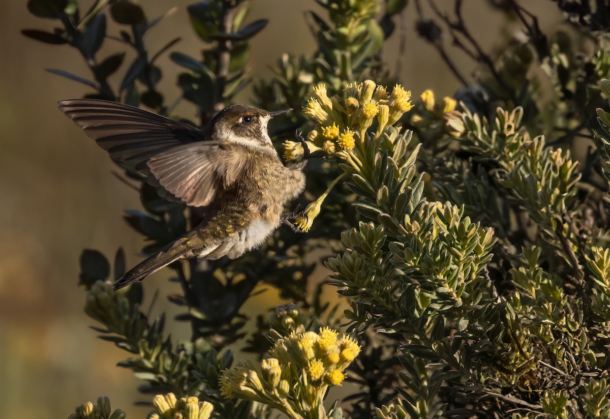 kolibřík přílbový - ML619045213