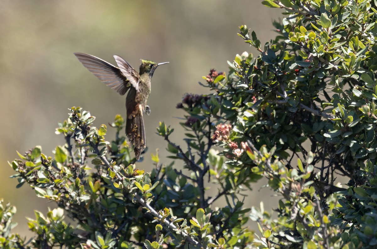kolibřík hnědobrvý - ML619045222