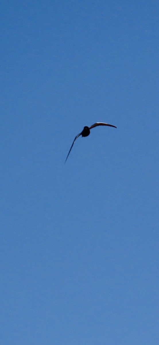 Black Tern - ML619045233