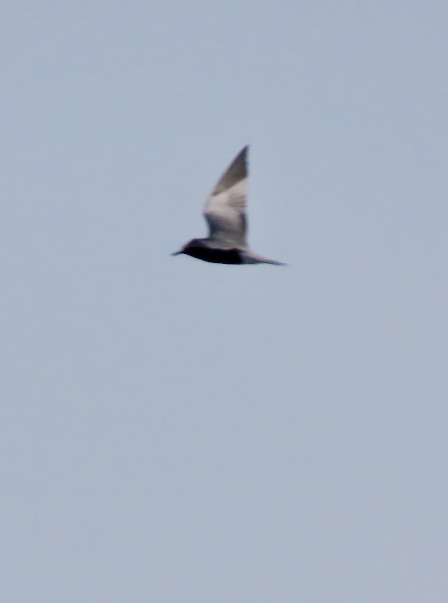 Black Tern - ML619045239