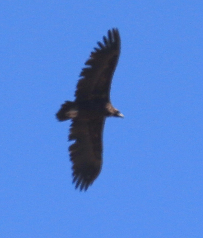 Cinereous Vulture - ML619045247
