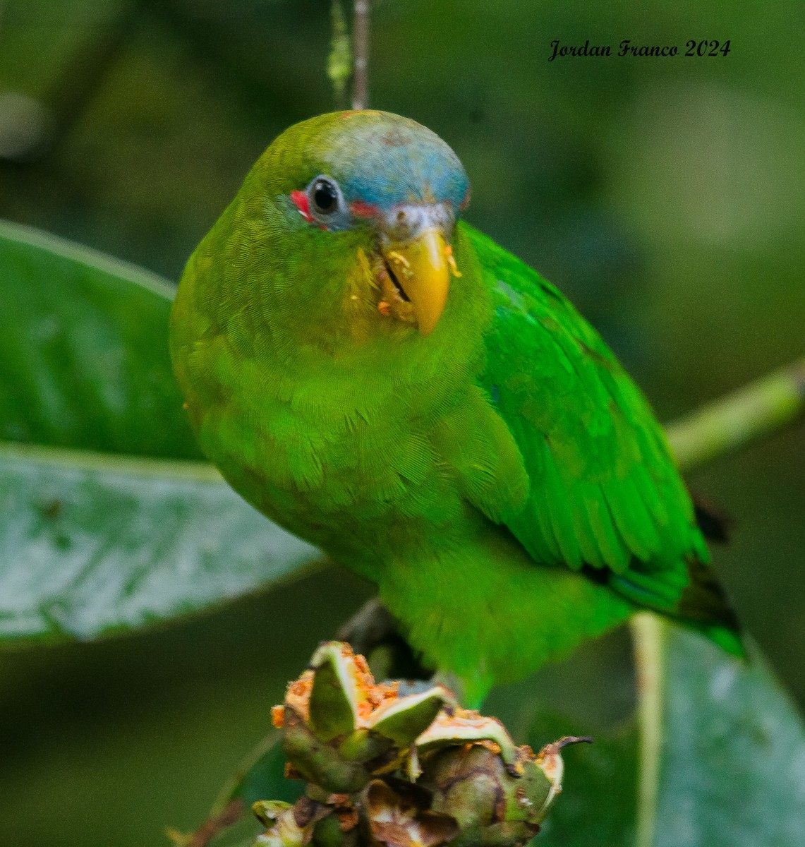 Blue-fronted Parrotlet - ML619045264
