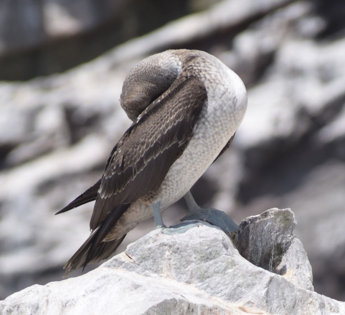 Blue-footed Booby - ML619045273