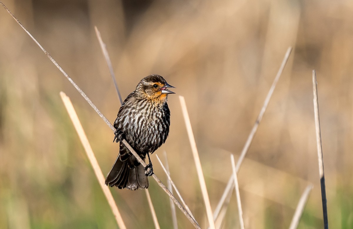 Red-winged Blackbird (Red-winged) - ML619045320