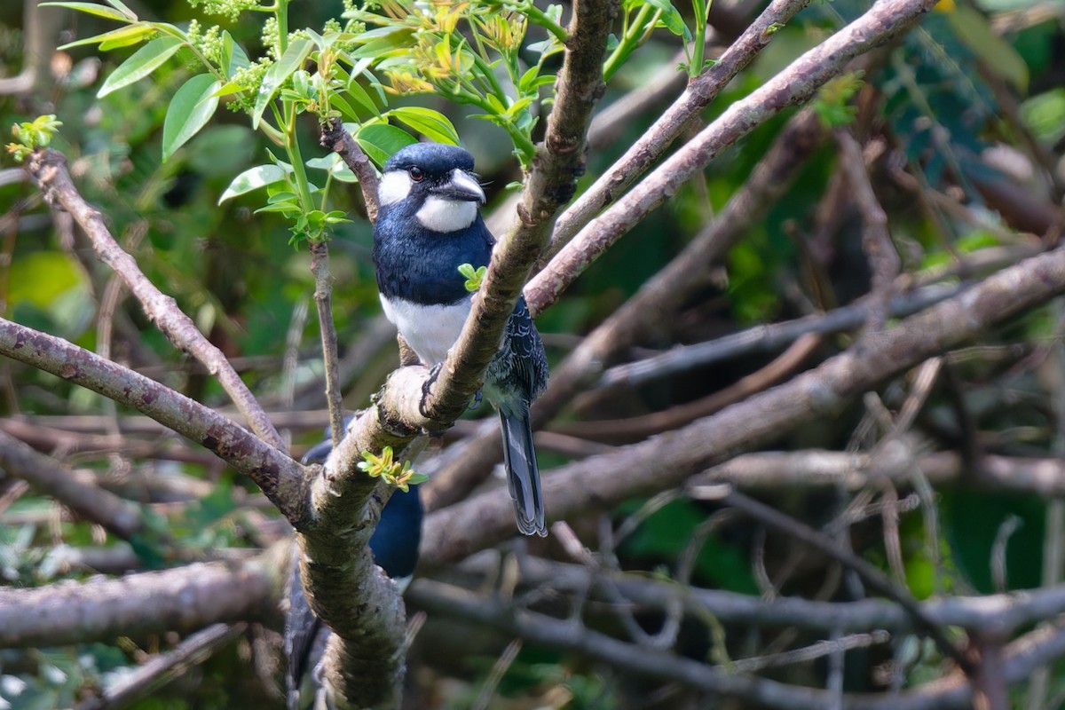 Black-breasted Puffbird - ML619045321