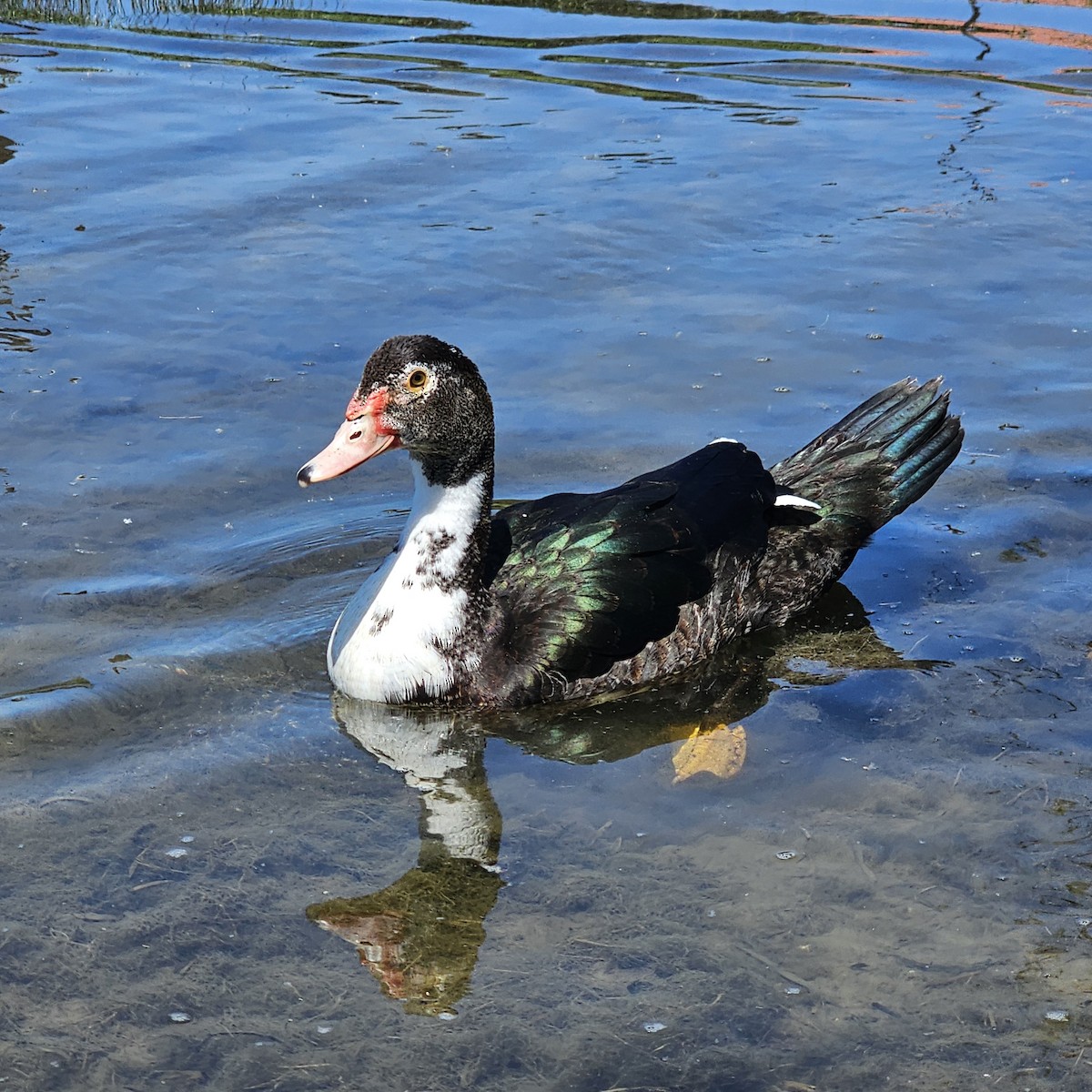 Muscovy Duck (Domestic type) - ML619045341