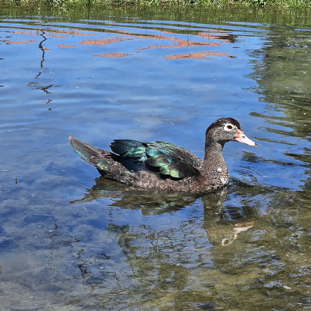 Muscovy Duck (Domestic type) - ML619045345