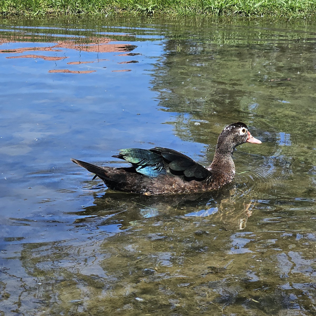 Muscovy Duck (Domestic type) - ML619045353