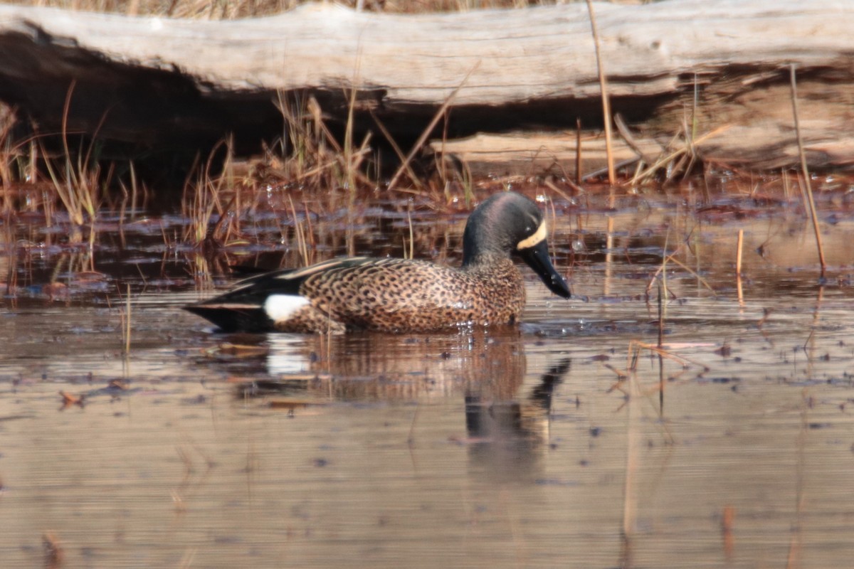 Blue-winged Teal - ML619045380