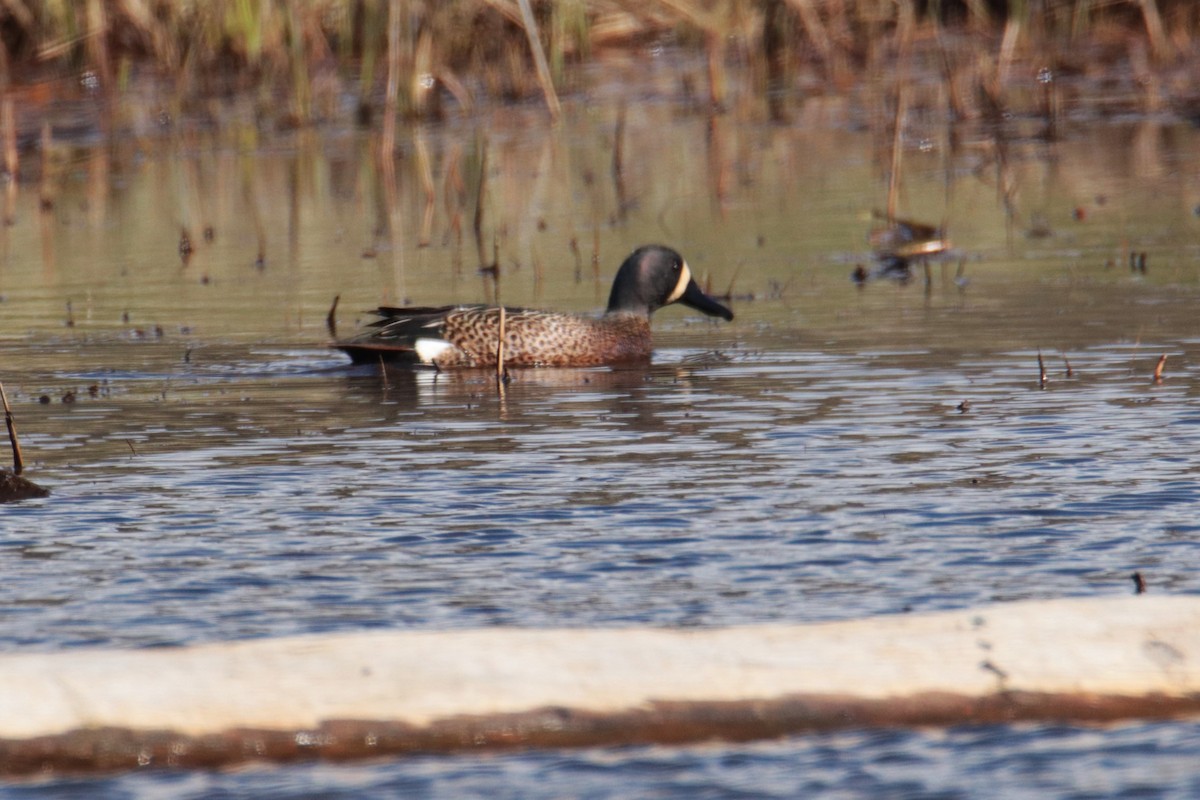 Blue-winged Teal - ML619045382