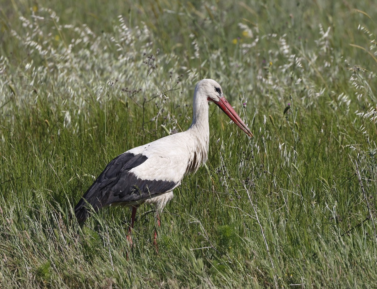 White Stork - ML619045387