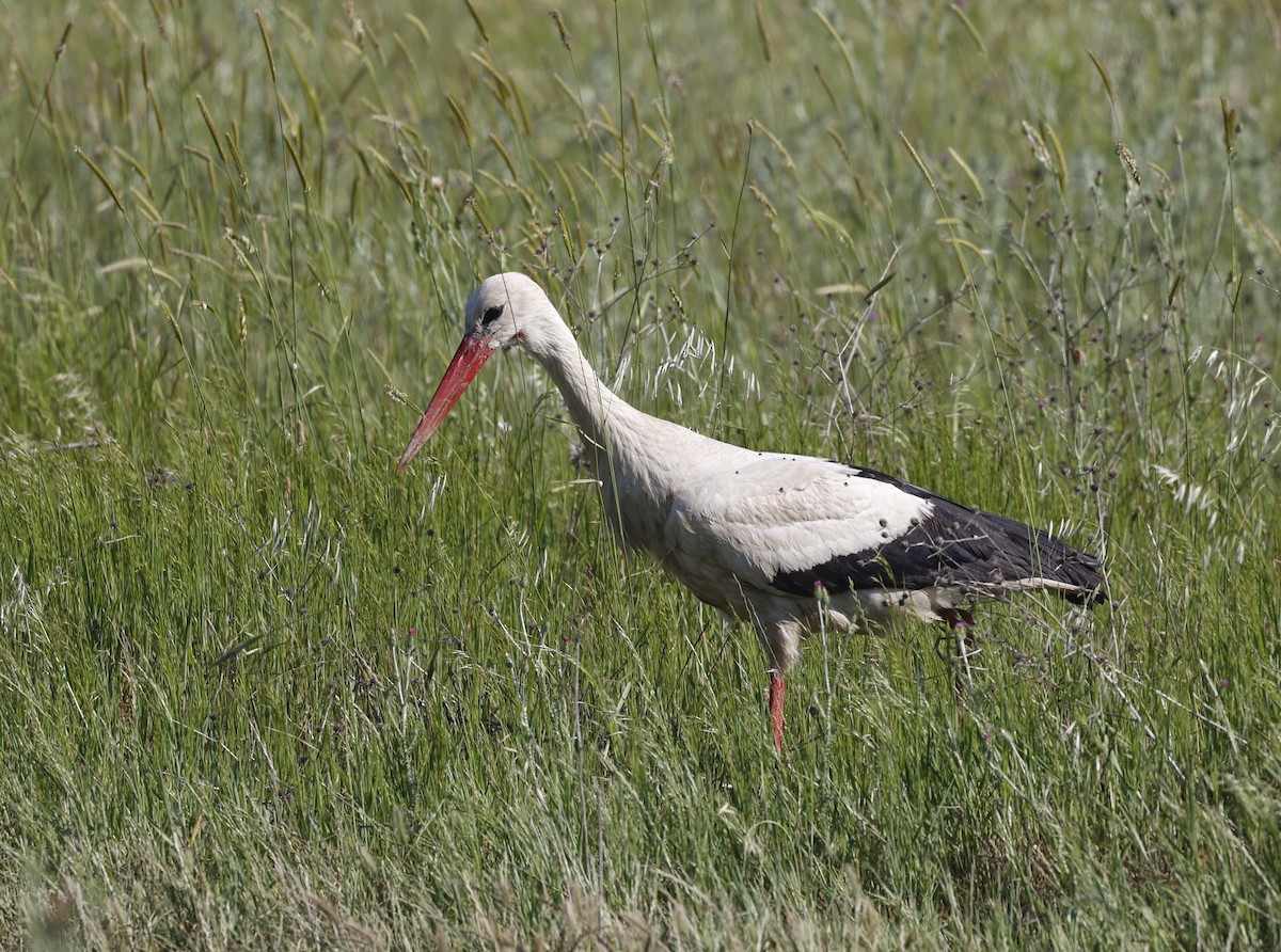 White Stork - ML619045388