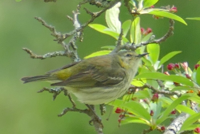 Cape May Warbler - ML619045412