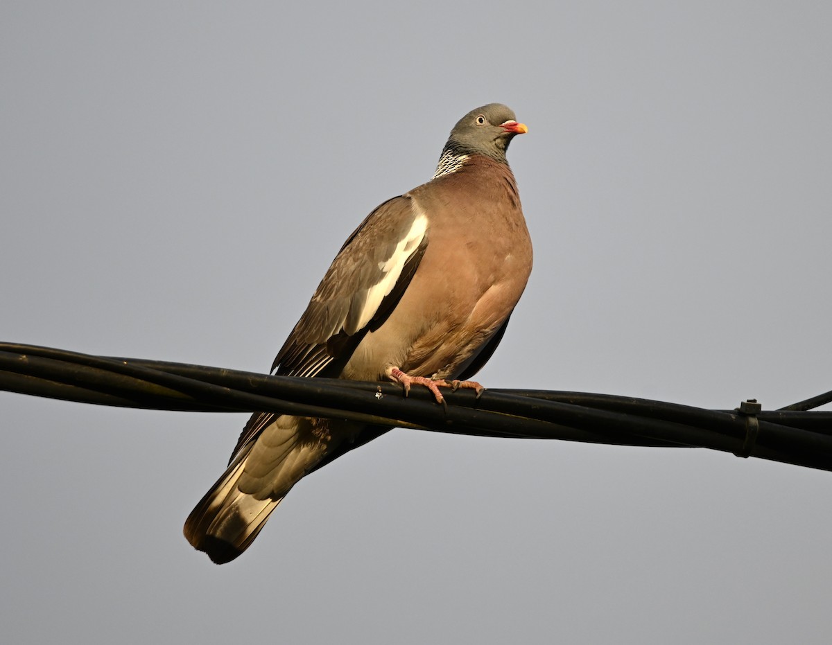 Common Wood-Pigeon - ML619045428