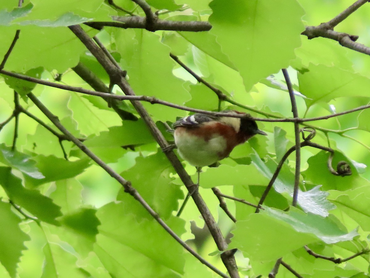 Bay-breasted Warbler - ML619045454