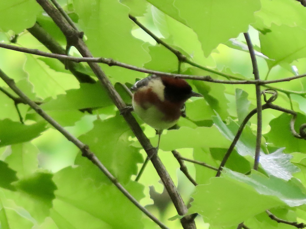 Bay-breasted Warbler - ML619045455