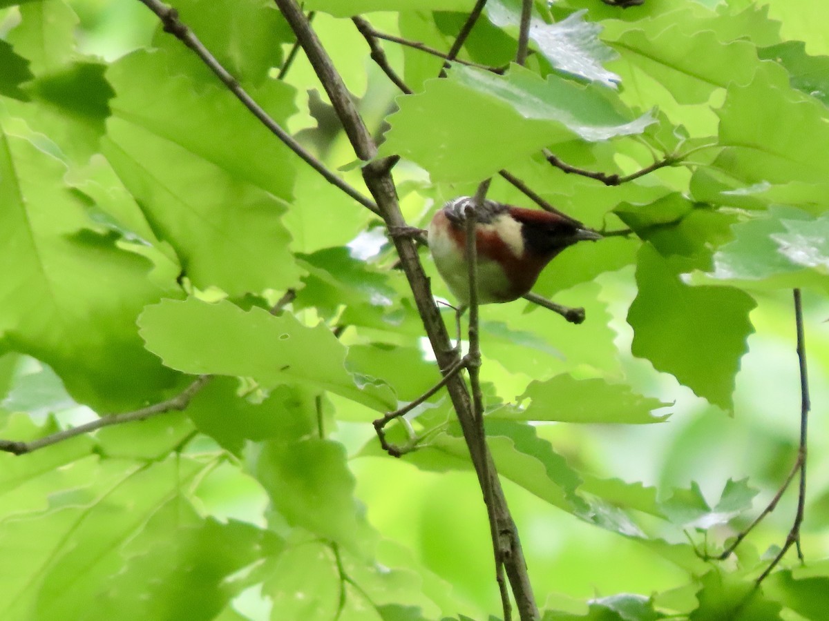 Bay-breasted Warbler - Lisa Owens