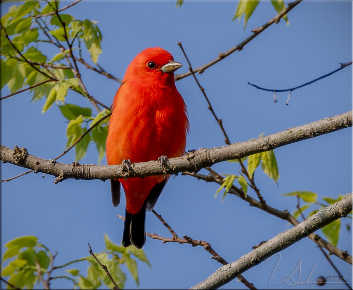Scarlet Tanager - ML619045473