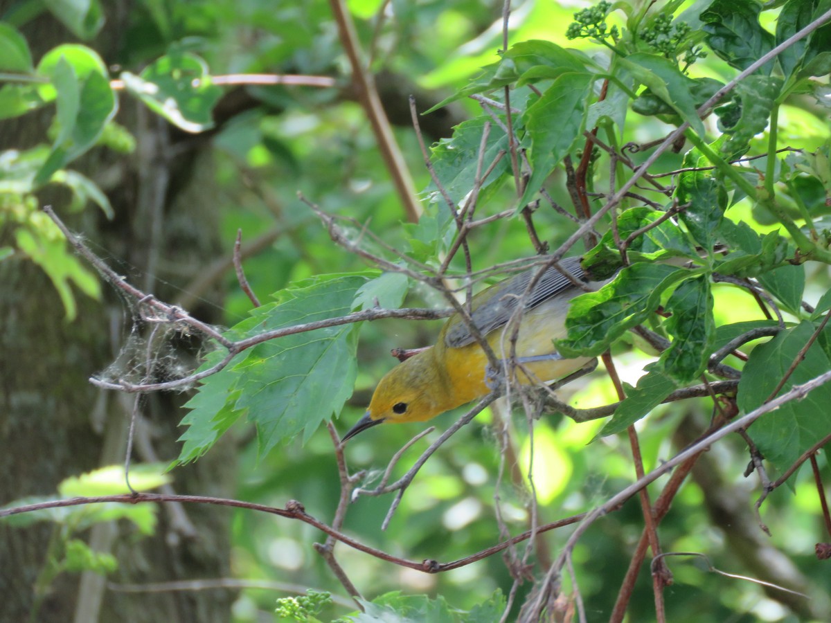 Prothonotary Warbler - ML619045503