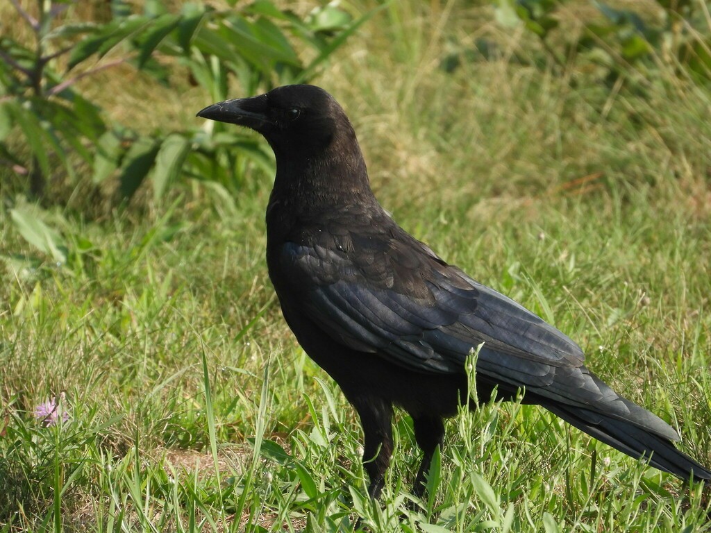 American Crow - ML619045507